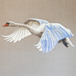 Swan flying (Sam Charles)