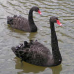 Black swans 512px