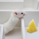 Rat in maze (Skinner box)